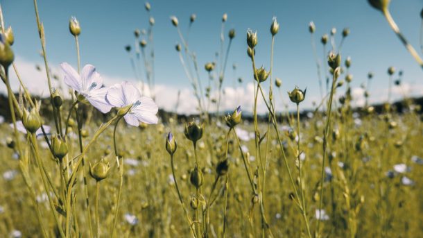 Bcomp_flax-16_c Bcomp-Woop